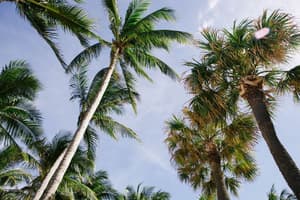 USFLL - Fort Lauderdale - Palm Trees _karina-carvalho_.jpg Photo